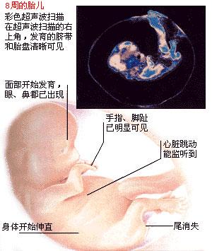 四个月女胎儿生殖器的发育特点和保护