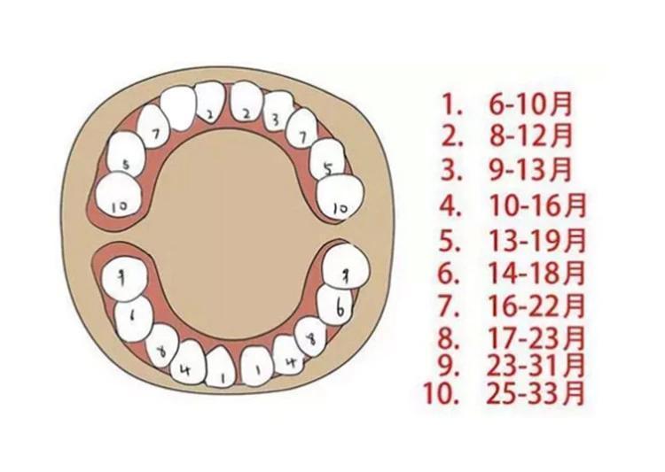 小孩长牙齿的正常时间及其影响因素