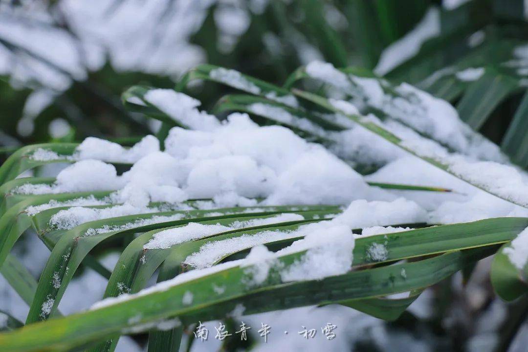 江苏科技农业的雪丽，探索与未来展望