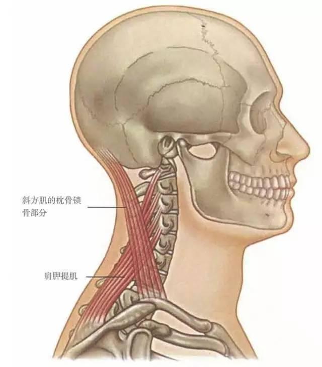 婴儿抬头动作的发展，几个月大的孩子会抬头？