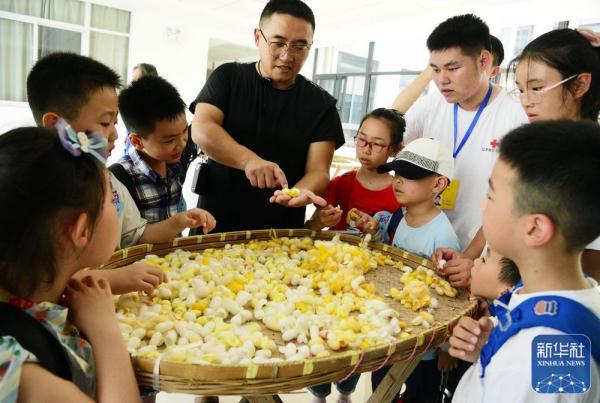 江苏蚕业前沿科技，引领行业创新发展的先锋力量