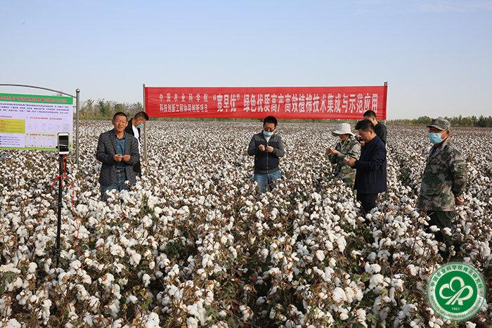 江苏大丰棉花科技小院，探索棉业科技与生态共生的前沿阵地